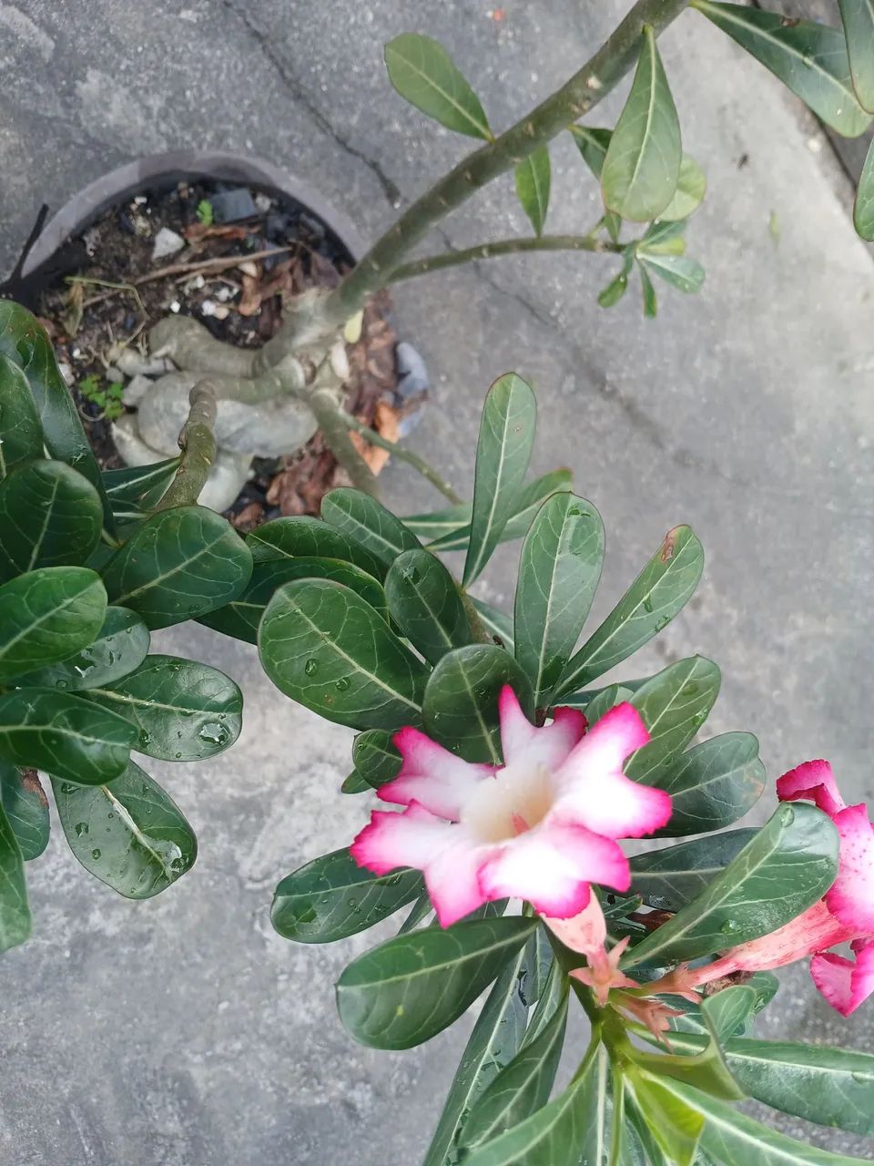 Planta Rosa do deserto  - Foto 5