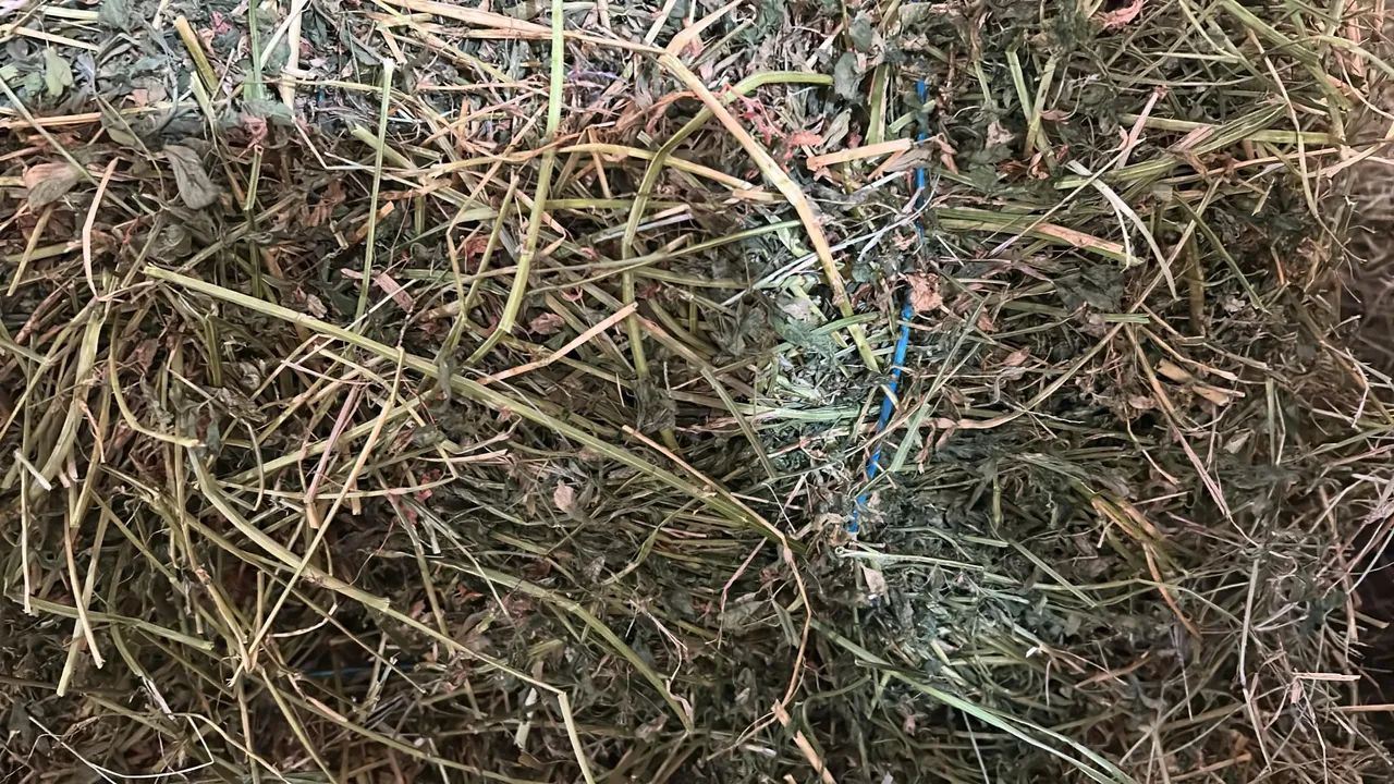 Alfafa em fardo de 12kg 