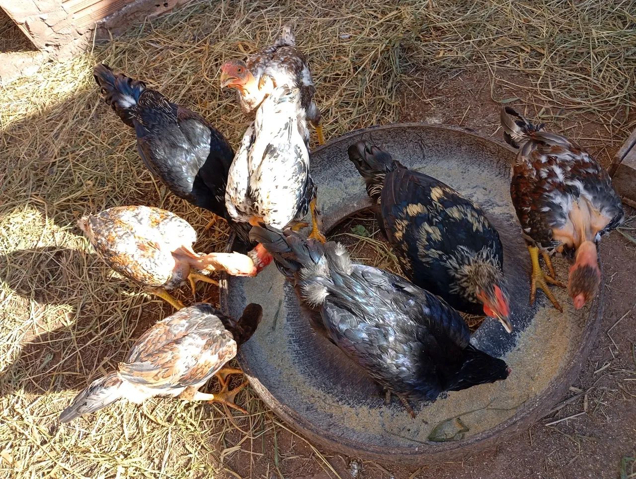Frango caipira  - Foto 5