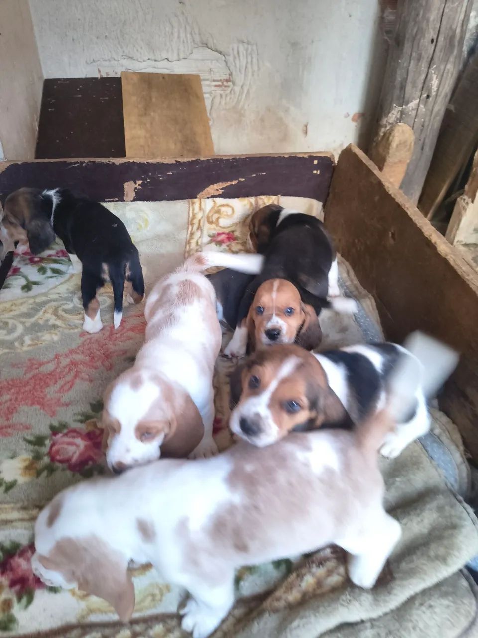 Cachorro  - Foto 5
