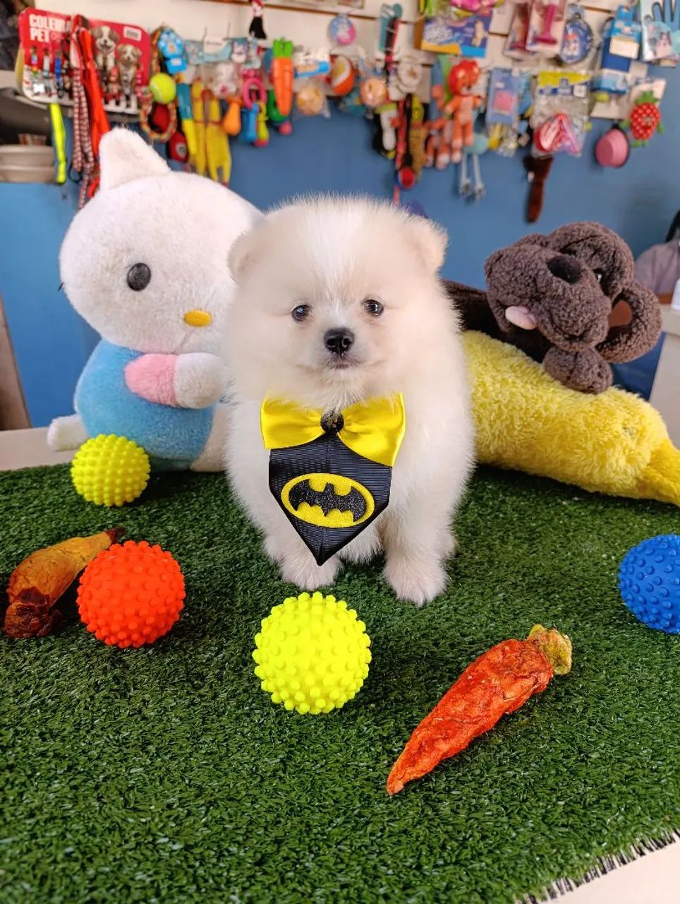 Spitz alemão macho uma fofura 