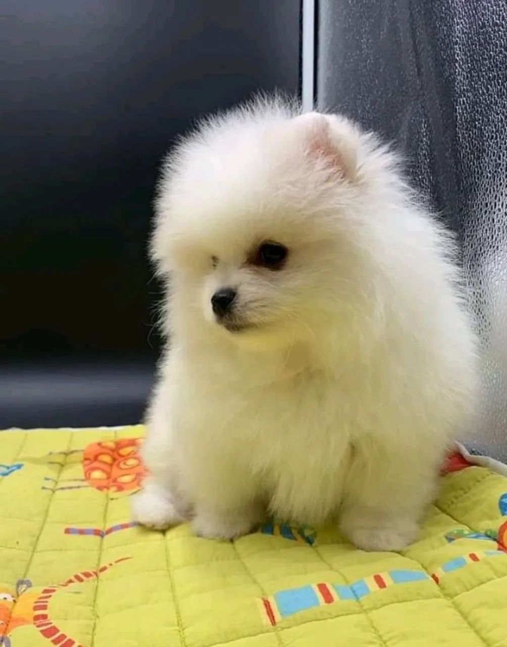 Spitz Com Uma Presença Que Marca