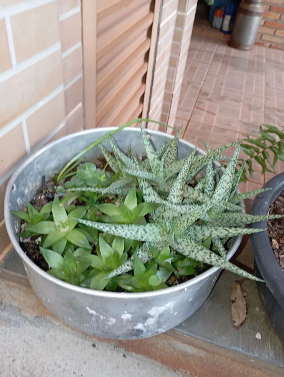 Plantas e sementes  - Foto 4