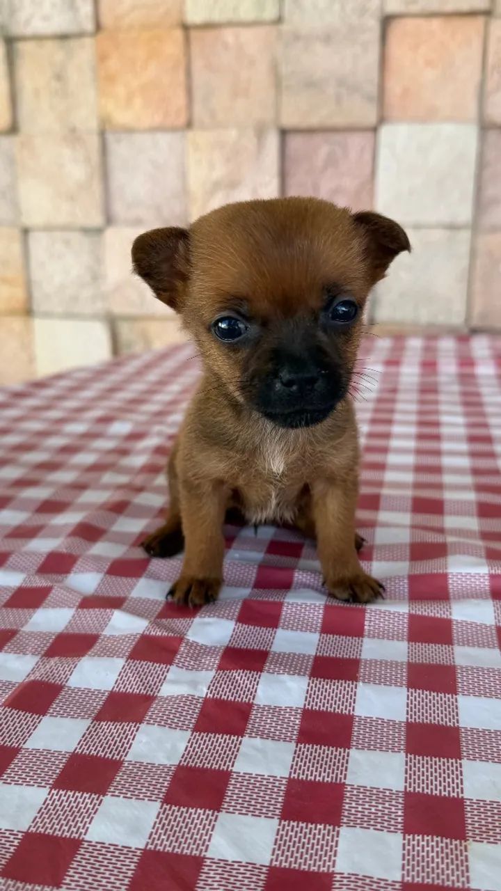 Vendo filhotes de Pinscher  - Foto 2