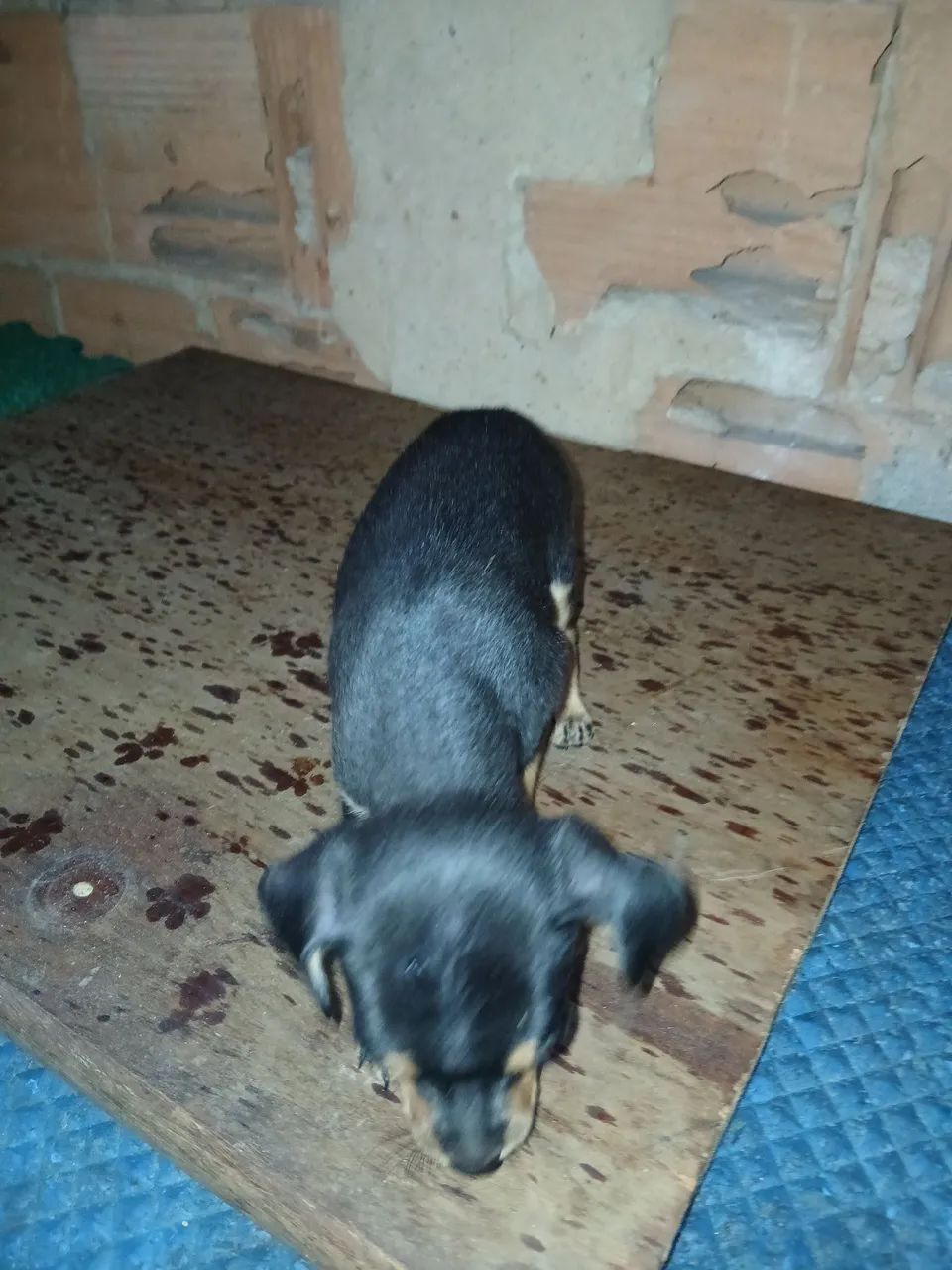 Pinsher macho filhote  - Foto 4