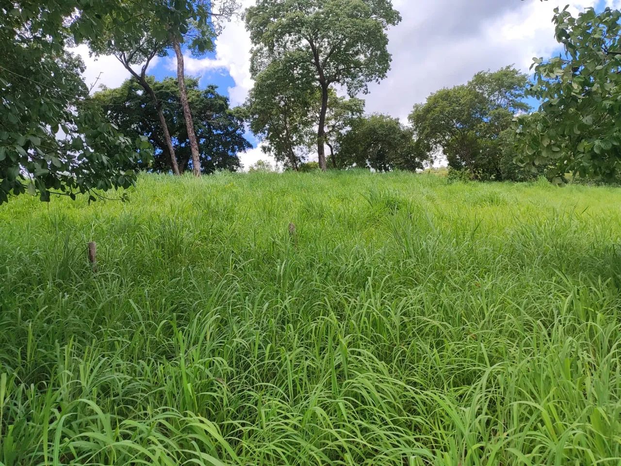 Fazenda Serra da Pimenta - Foto 5