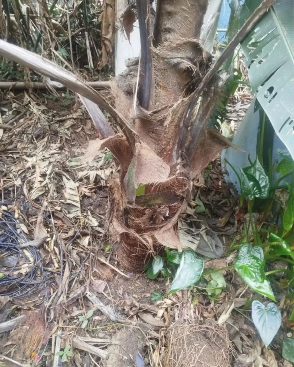 Coqueiro grande  - Foto 2