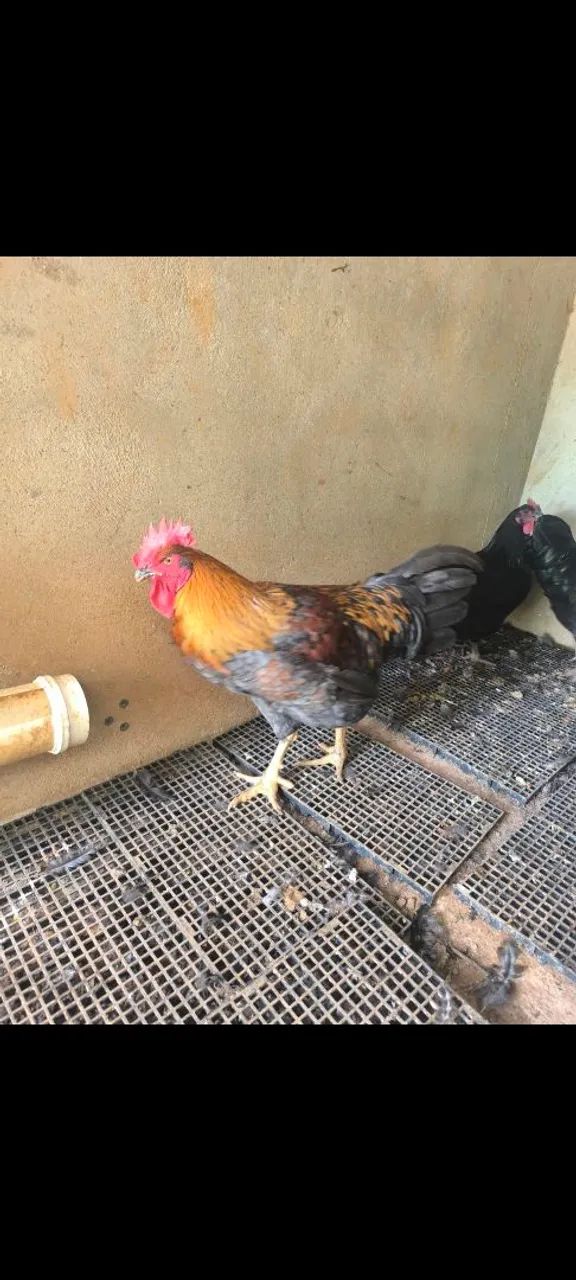 Vendo Galo Caipira