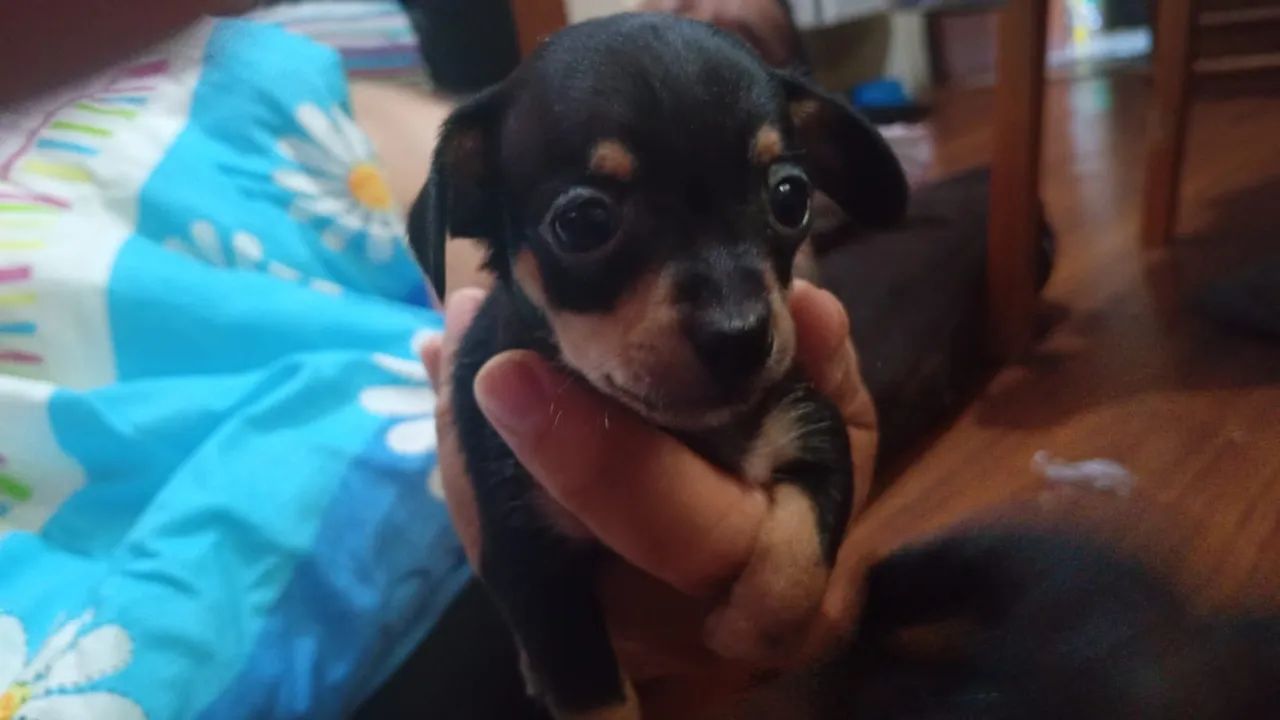 Cachorro pinscher zero - Foto 5