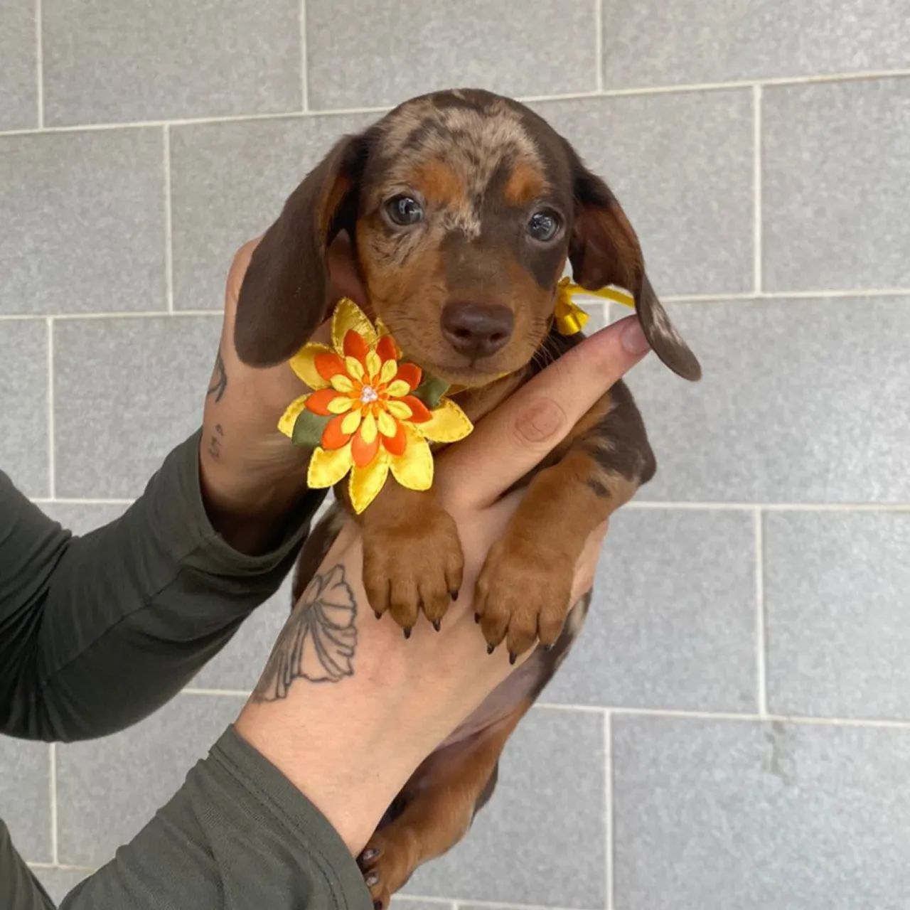 Bebês Cofap dachshund - Foto 3