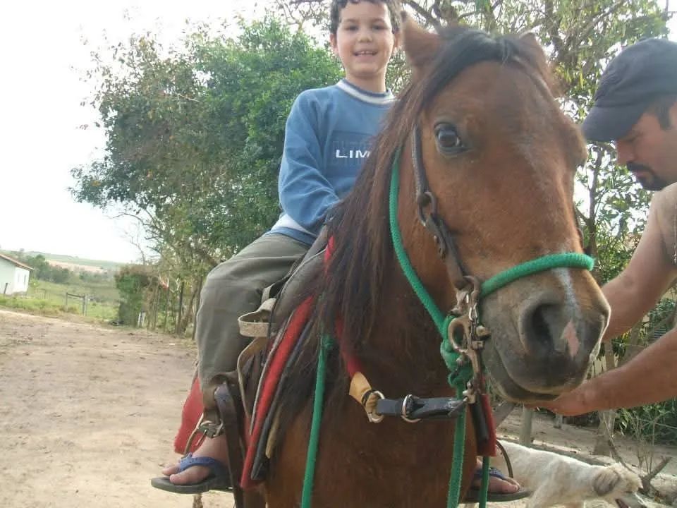Pônei  - Foto 2