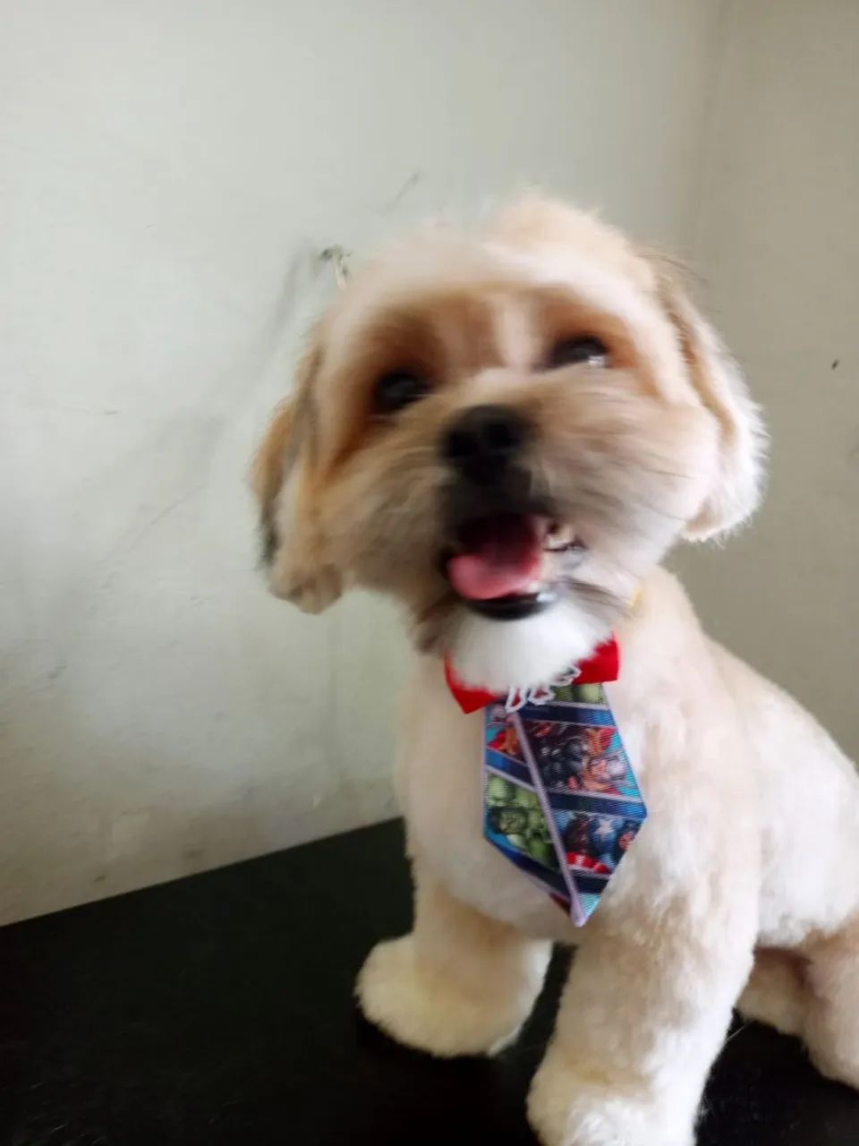 Estou Doando Shitzu macho - Foto 5
