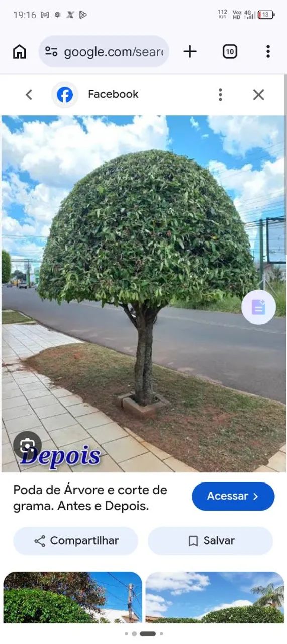 Podas de árvores e jardinagens  - Foto 2