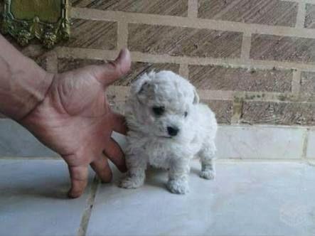 Poodle micro toy Canil em Bh promoção