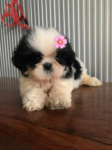 Shihtzus com pedigree é na Mypet em até 12x
