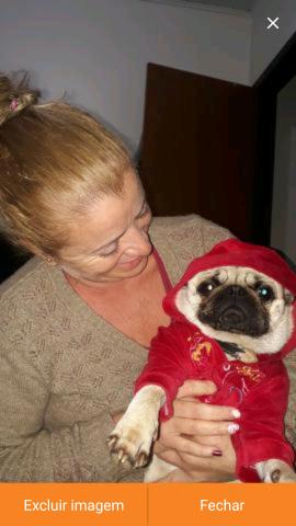 Pug MACHO DISPONÍVEL PARA CRUZAR ACEITO FILHOTE