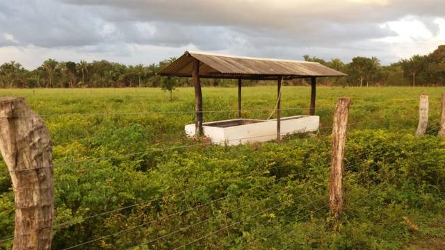 Fazenda montada em Itapecuru-Ma, 200 hectares,margeada pelo Rio Itapecuru! - Foto 13