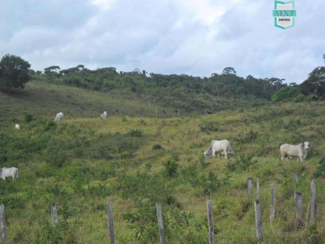 Fazenda Itamaraty com 300 Hectares, potencial para 300 gados, 70 hectares de cacau - Foto 10