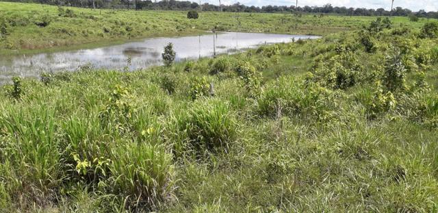 Fazenda em Roraima top - Foto 10