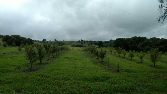 Fazenda para venda em balsa nova, são luiz do puruna 800 m do pedagio, 2 dormitórios, 2 ba - Foto 5
