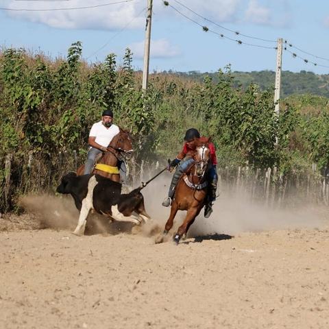 Cavalo de direita, baixei prá vender - Foto 6
