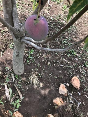 Chácara Goiânia 240mil - Foto 14