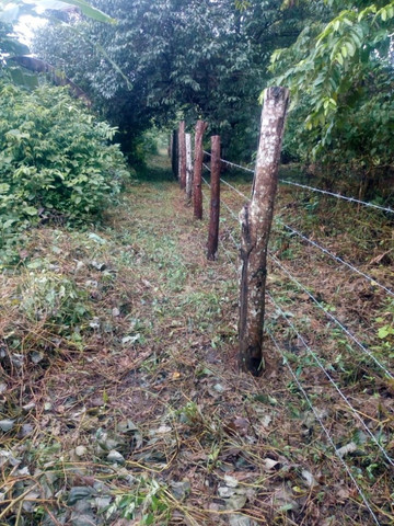 4,42 hectares em Benevides por 250 mil reais porteira fechada - Foto 13