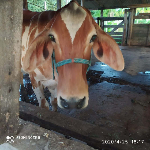 4,42 hectares em Benevides por 250 mil reais porteira fechada - Foto 12