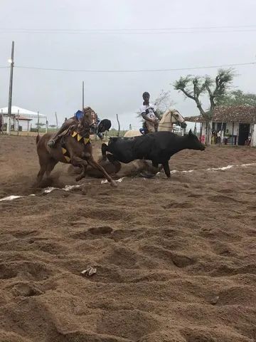 Égua de esquerda! OPORTUNIDADE 