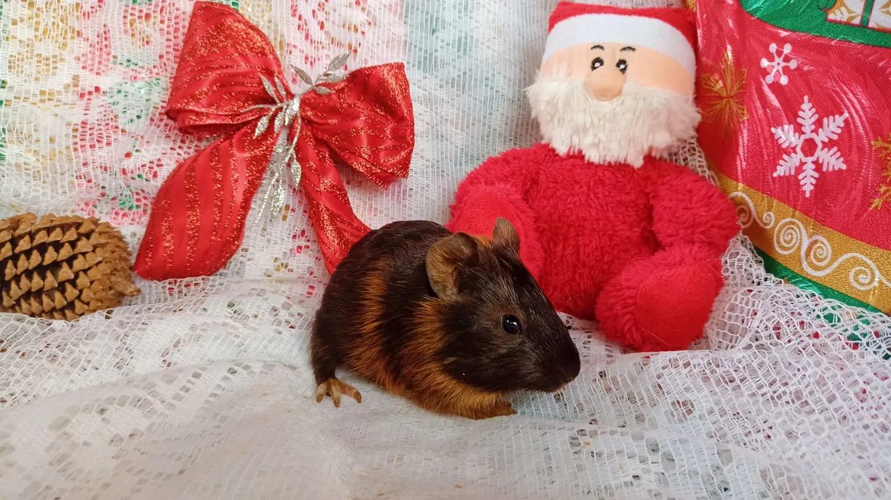 Porquinha da índia fêmea  - Foto 6