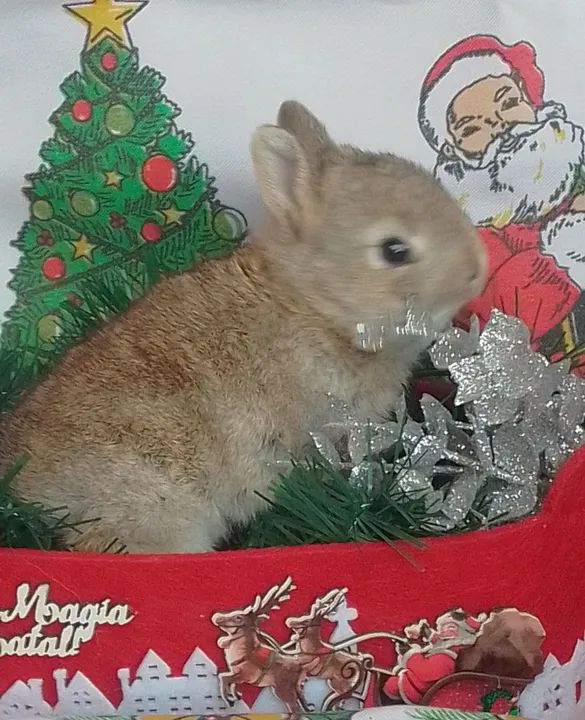 Coelhinha Mini Netherland para reserva - Foto 2