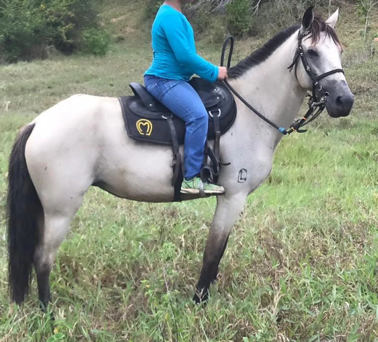 Égua meia Mangalarga 