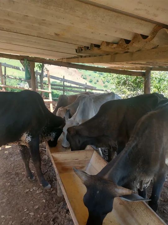 Bezerros para venda - R$ 300@