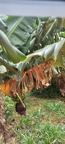 Casa a venda no bairro Costeira do Pirajubaé em Florianópolis - Foto 3