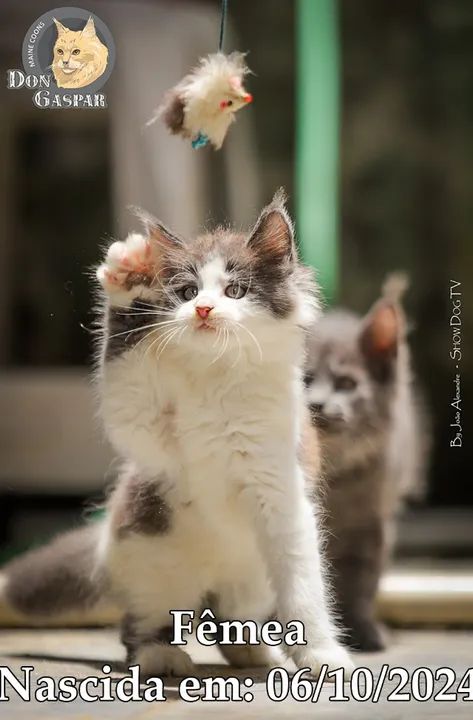 MAINE COONs filhotes (fotos reais) - Foto 2