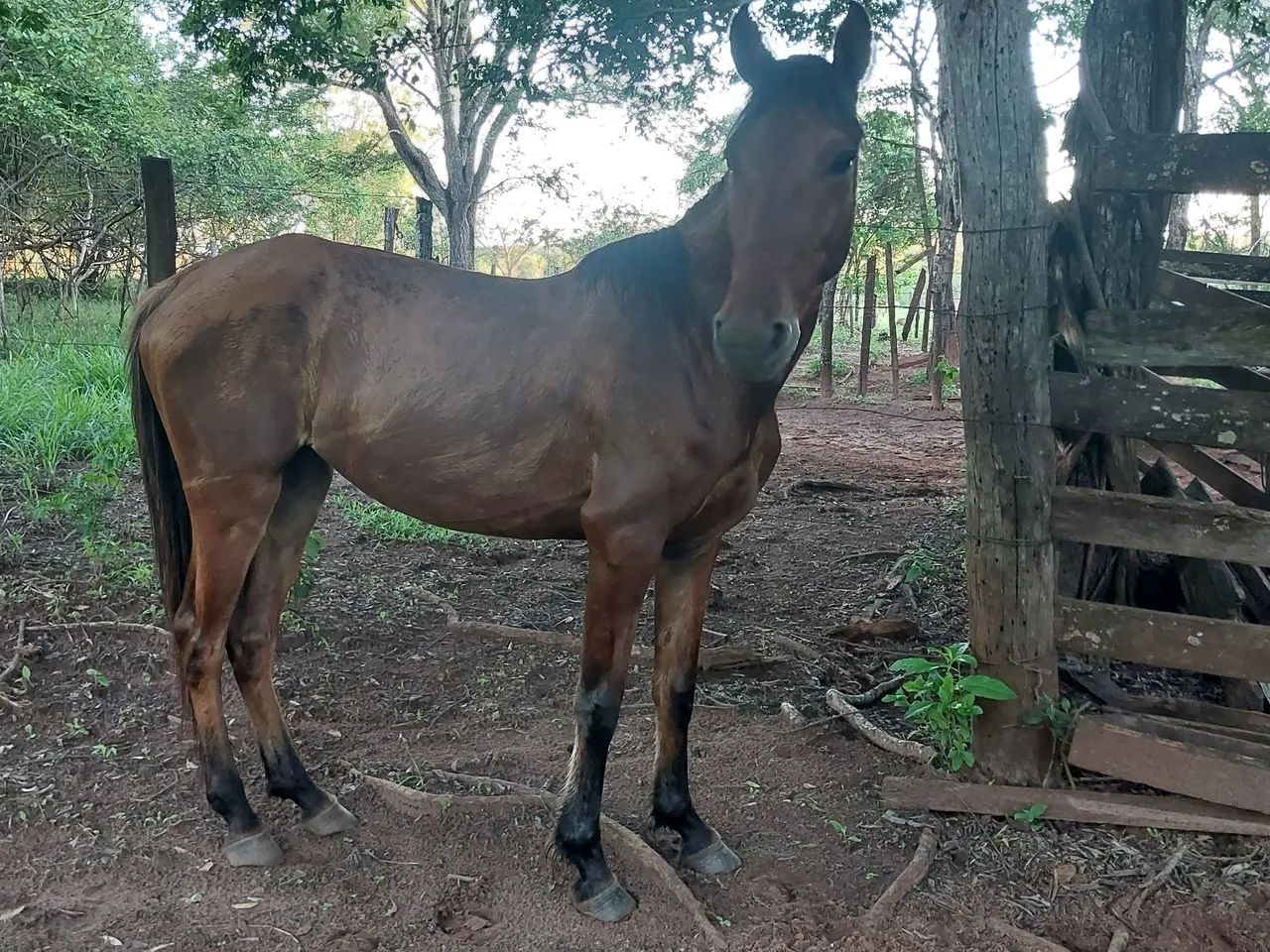 Egua filha de qm 3anos 