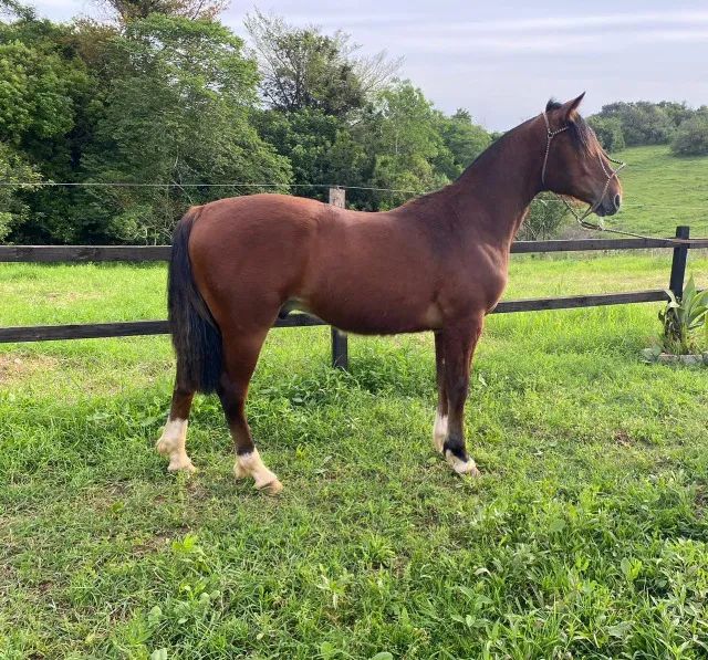 Potro para incentivo Crioulo