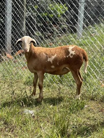 Borrego / Carneiro reprodutor Santa Inês puro