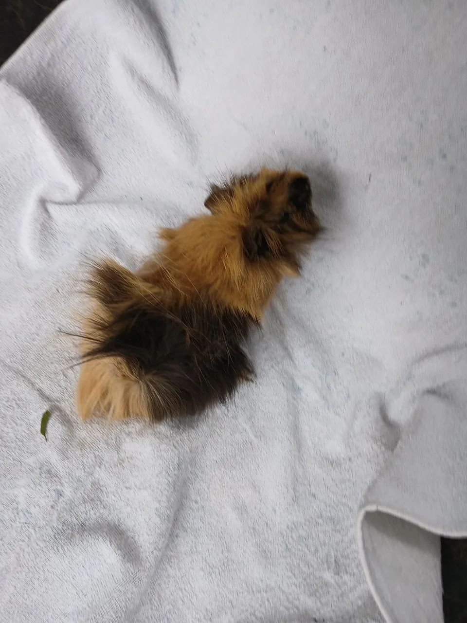 Porquinho da Índia peruano adulto 