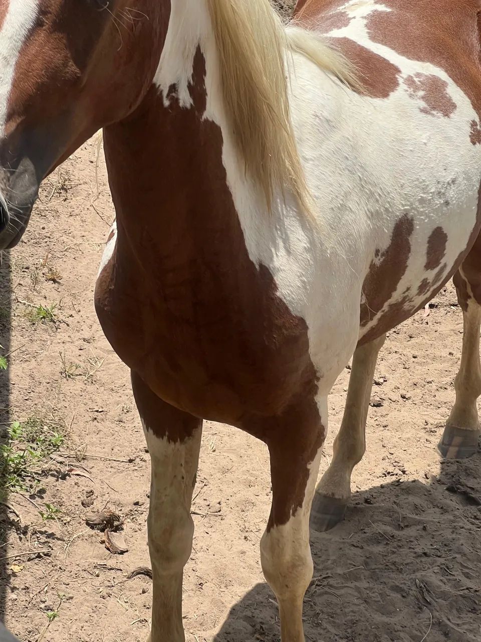 Vendo Potro 2 anos  - Foto 5