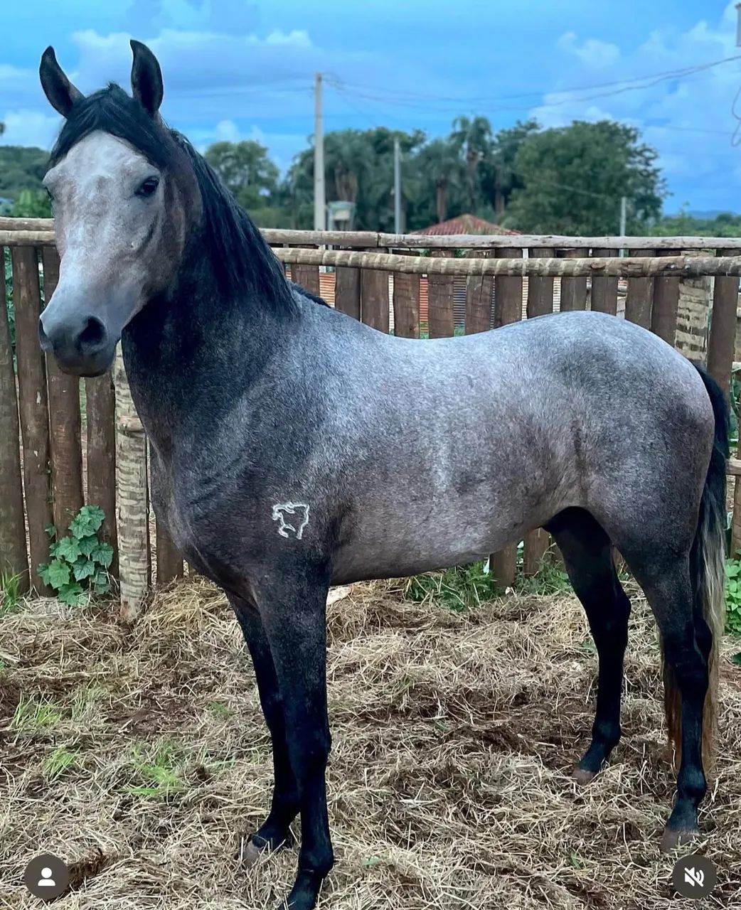 Manga larga troco por quarto de milha  - Foto 3