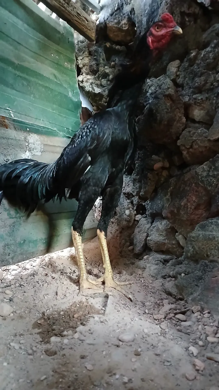 Frango de Raça 