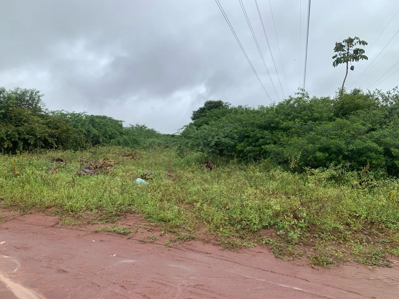Oportunidade única!!! Granja- terreno em área industrial próx. A br 304 em Macaiba