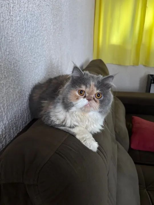 Gata Perca  - Foto 2