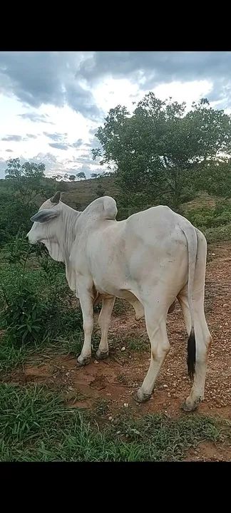 Vende -se Garrote nelore e  vaca 