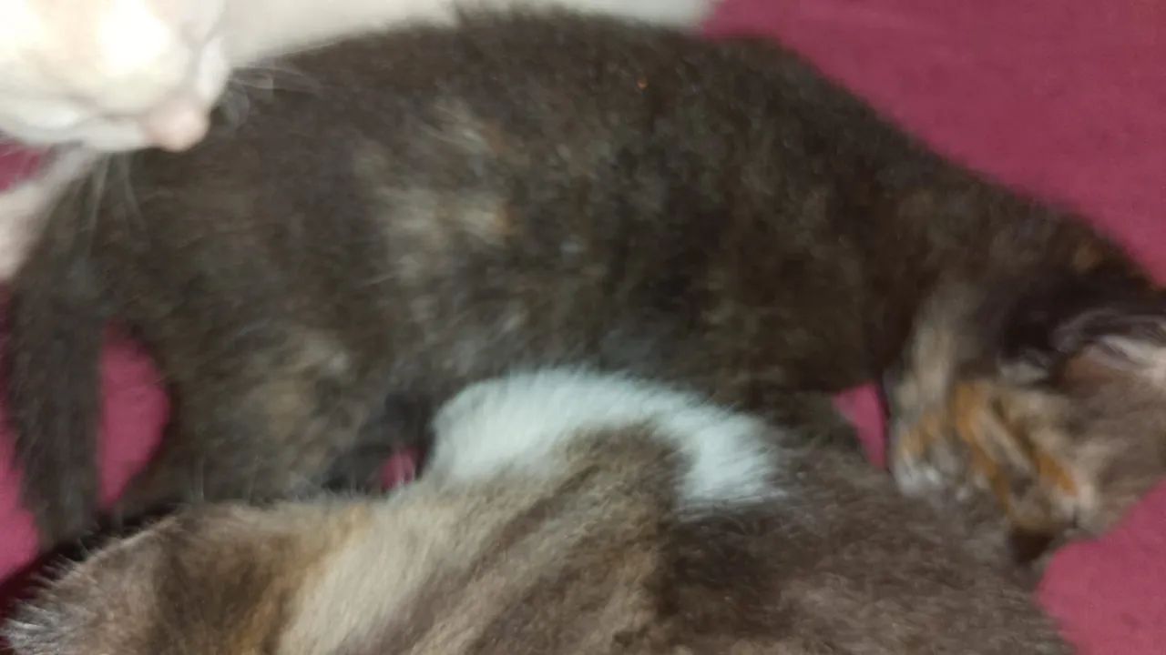 Gotos filhotes Rn para doação  - Foto 5