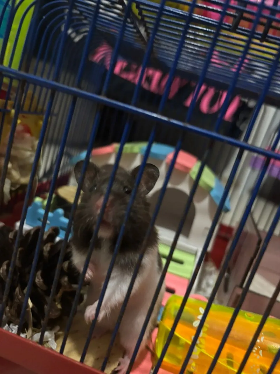 Hamster sírio+ Kit Completo (Gaiola, Ração, Areia e Feno)