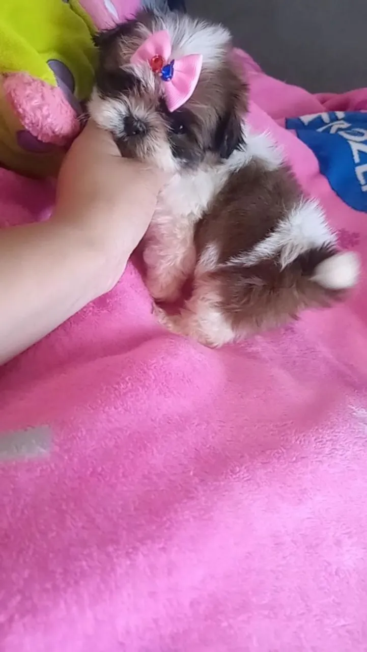 Filhote Shih Tzu fêmea miniatura. 