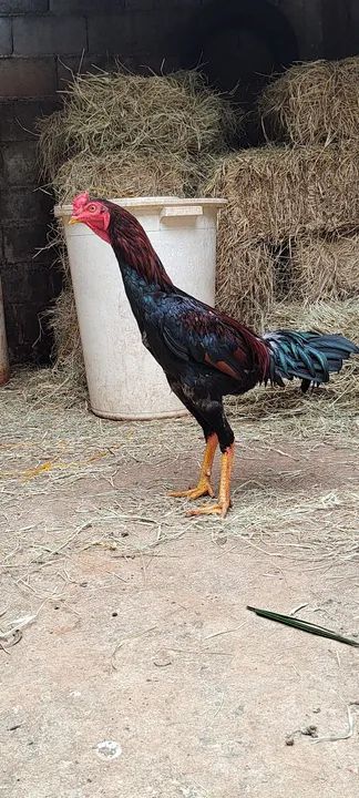 Galos e frangos região de Atibaia  - Foto 5