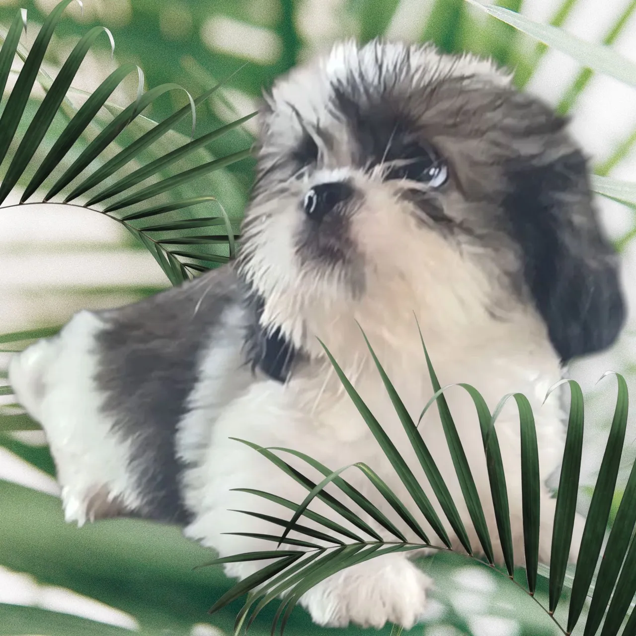 Shih Tzu filhote - lindo e carinhoso